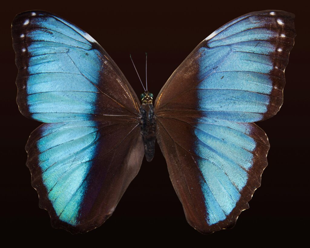 Close-up image of a Blue Morpho butterfly showcasing vibrant blue wings against a dark background.