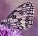 insect, butterfly, entomology, pollination, flower wallpaper, wings, nature, flower background, flower, beautiful flowers, bloom
