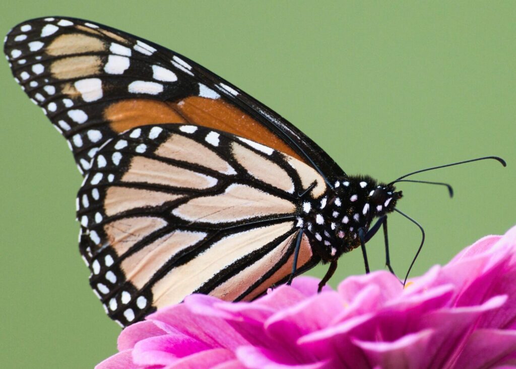 Monarch butterfly on a vibrant pink flower, showcasing delicate wings in natural setting.